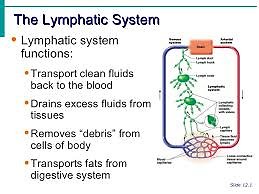 Lymphatic Drainage Massage & Therapeutic Massage. Lymphatic Sysem